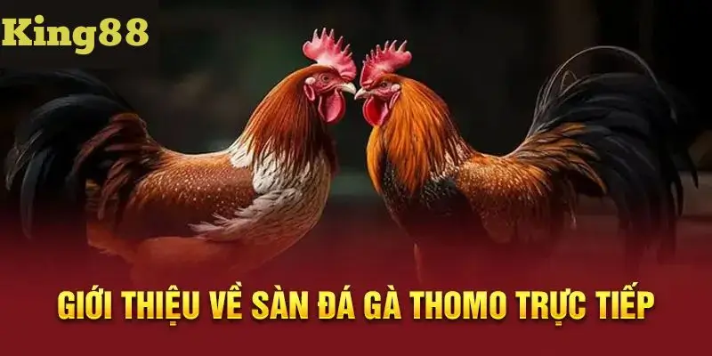 Bí quyết thắng lợi khi cá cược đá gà Thomo tại King88